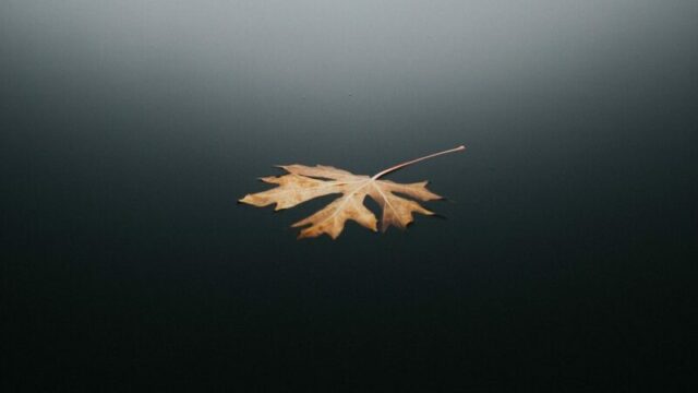 Leaf floating on Body of Water