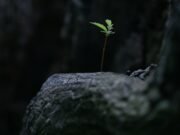 Expectations green plant on gray rock