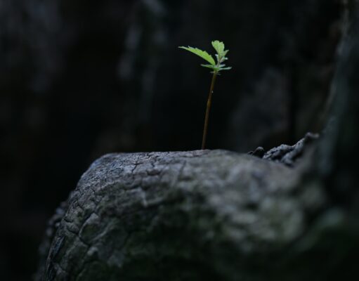 Expectations green plant on gray rock